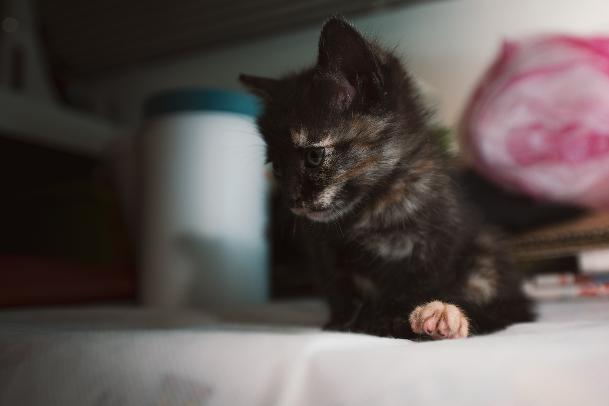 DSC_1293.jpg
